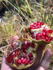 pomegranate-iran