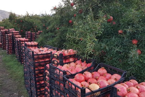 pomegranate harvest iran