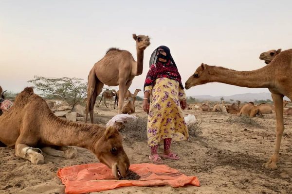 camel-qeshm-island