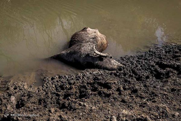 khuzestan-water-crisis-1