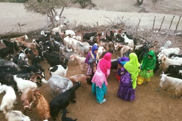 nomadic girls and livestock