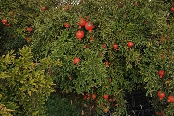 pomegranate-siab-lorestan